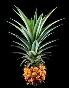 Fruit tropical delicious