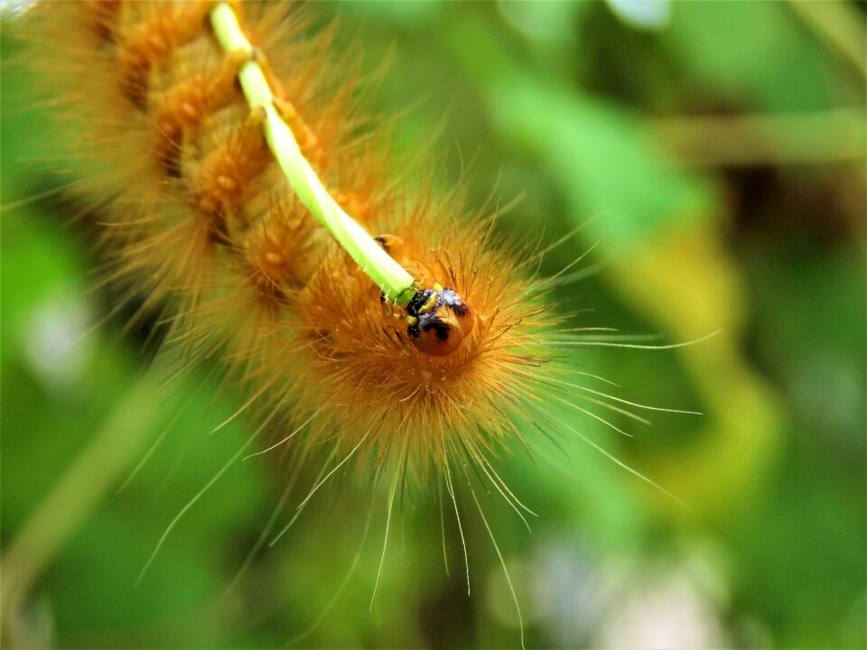 Fauna nature plants