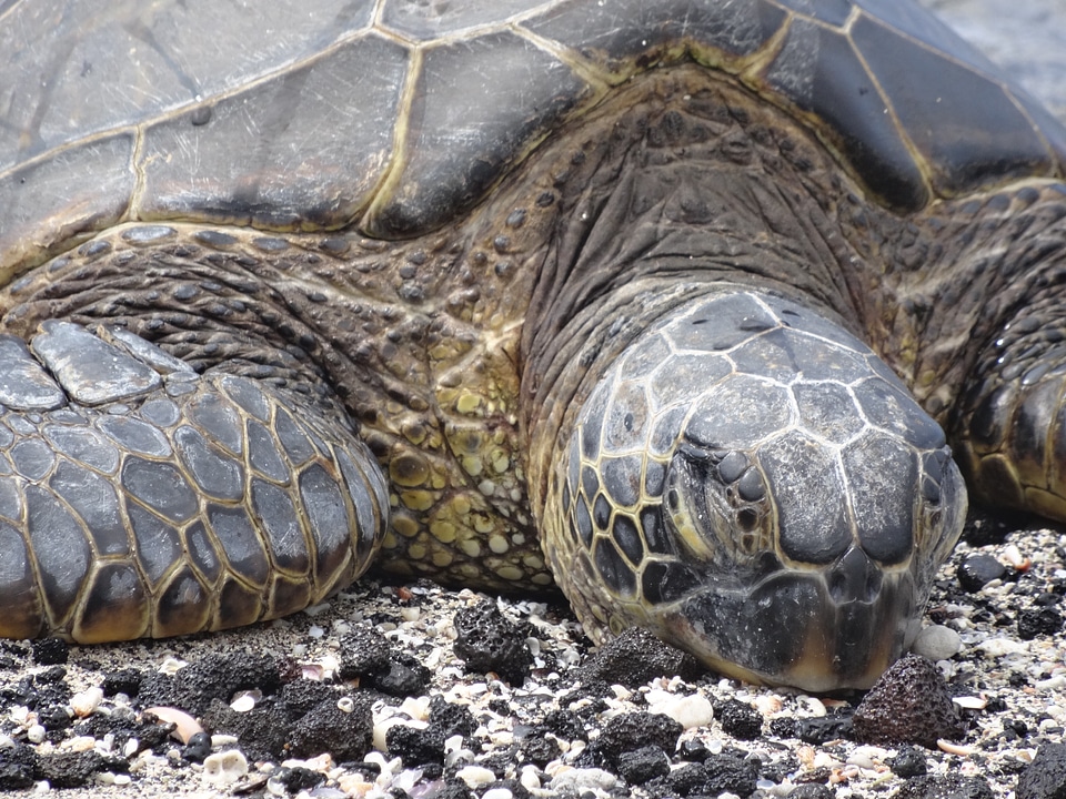 Meeresbewohner nature sea turtle
