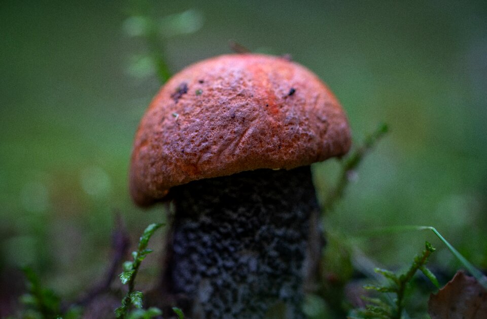 Orange-cap boletus red macro