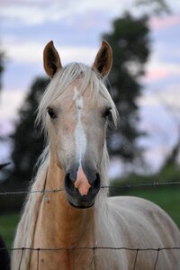 Gray horse gray farm