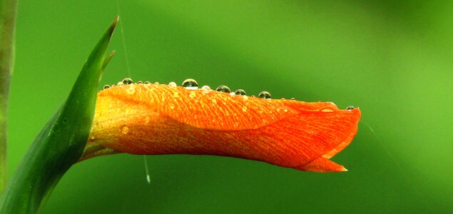 Drops plant guatica