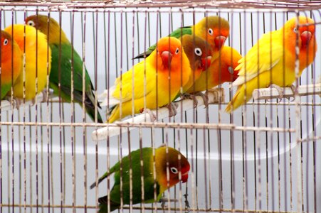 Birds cage animals