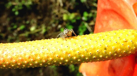 Spider hunter guatica
