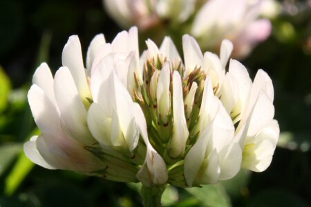 Flora white petals