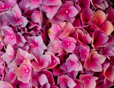 Background romantic hydrangea flower photo