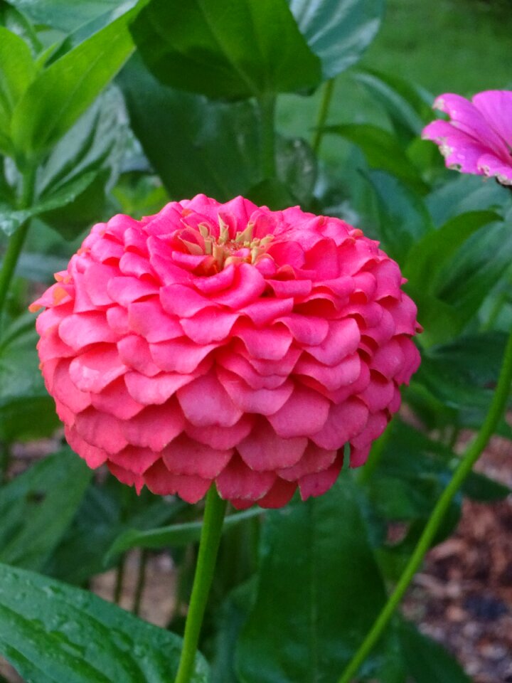 Summer nature garden