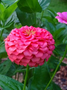Summer nature garden