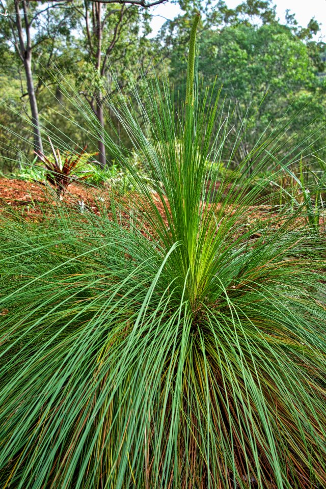 Green nature black boy