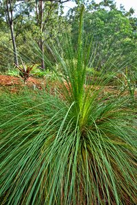 Green nature black boy