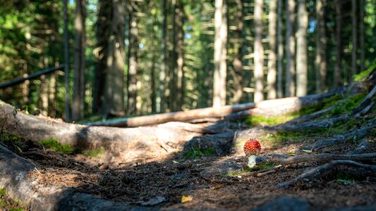 Autumn amanita landscape