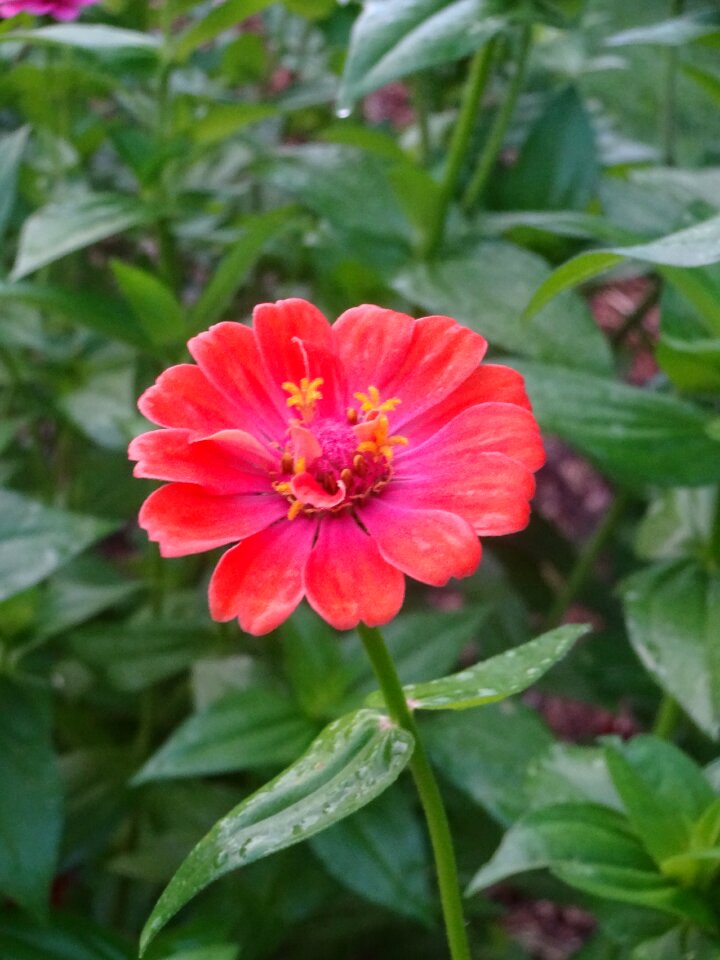 Bright color garden
