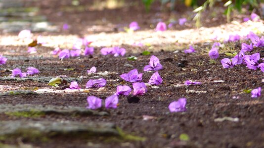 Pink romantic nature