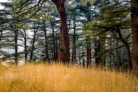 Cedar conifer nature