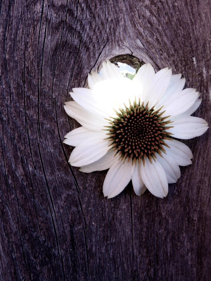 White whiteflower fence