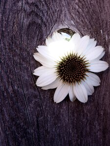 White whiteflower fence
