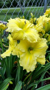 Day lilies flowers photo