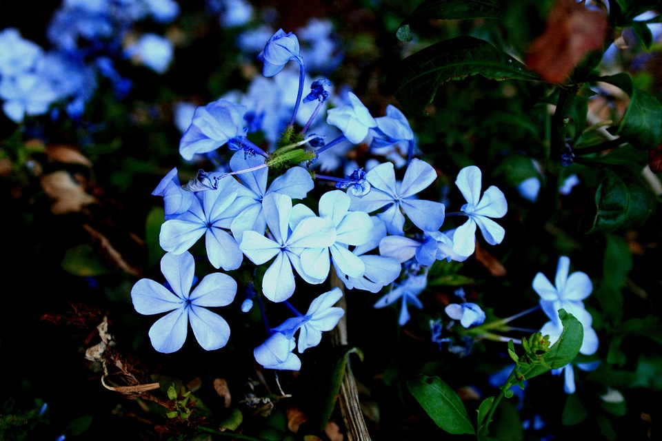 Small clumped dainty