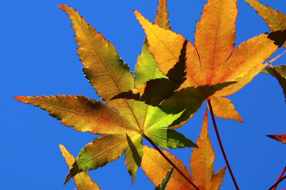 Nature autumn colorful