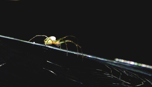 Spider web guatica photo