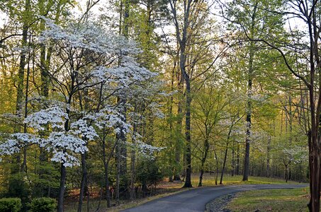 Rural nature spring