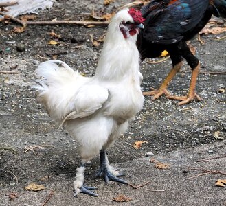 Animal farm poultry photo