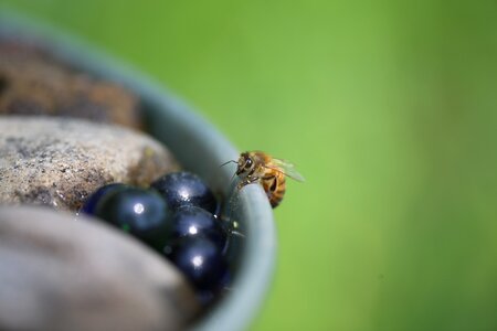 Wildlife pollen garden