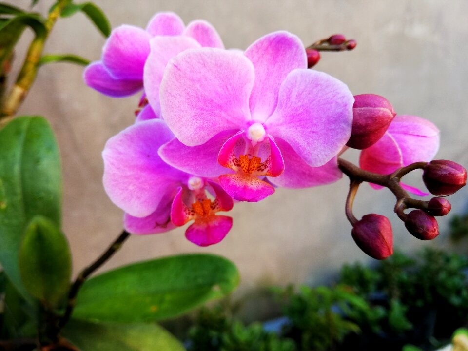 Beautiful flowers color plant