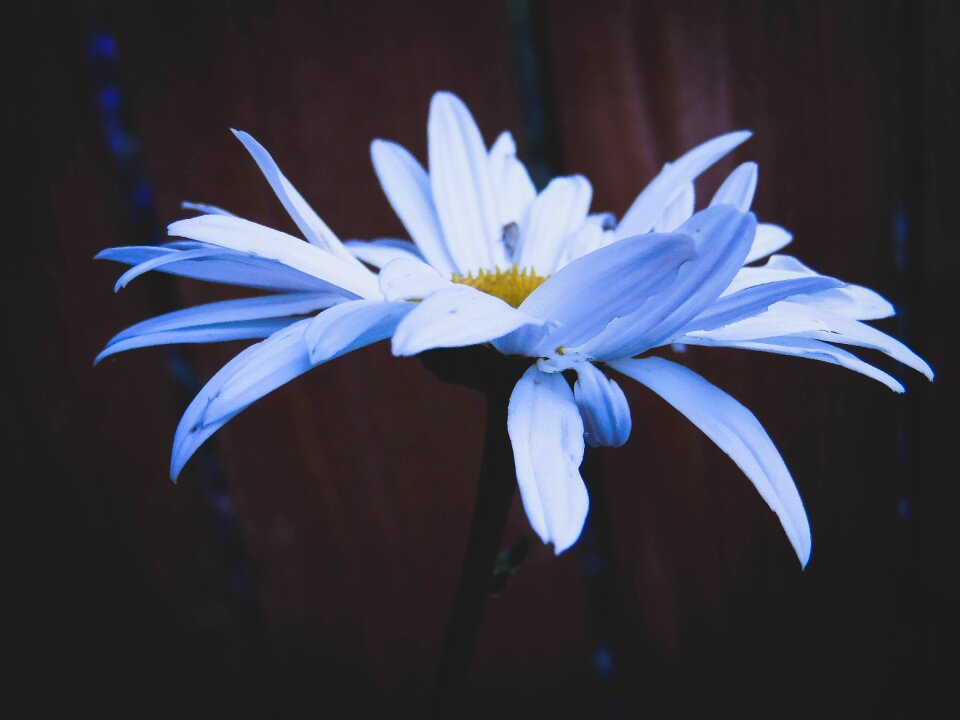 Summer floral bloom