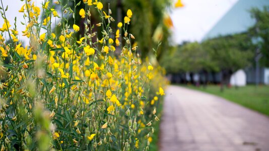 Nature plants blossomed