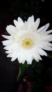 Nature bright garden