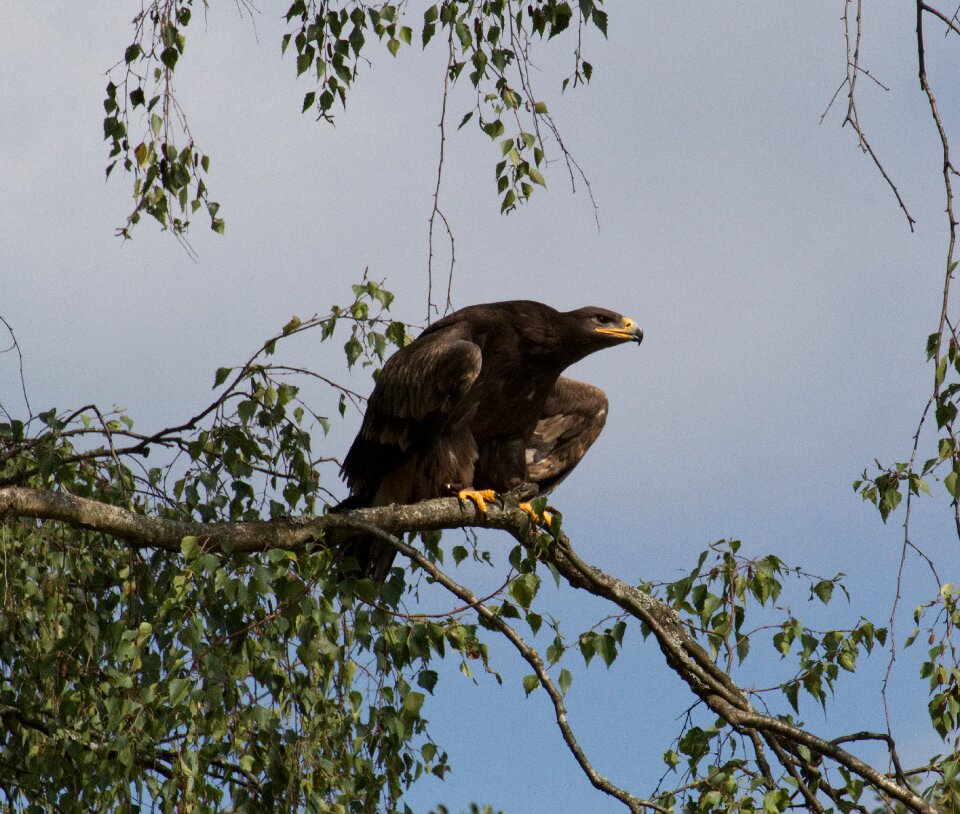 Bill animal raptor photo