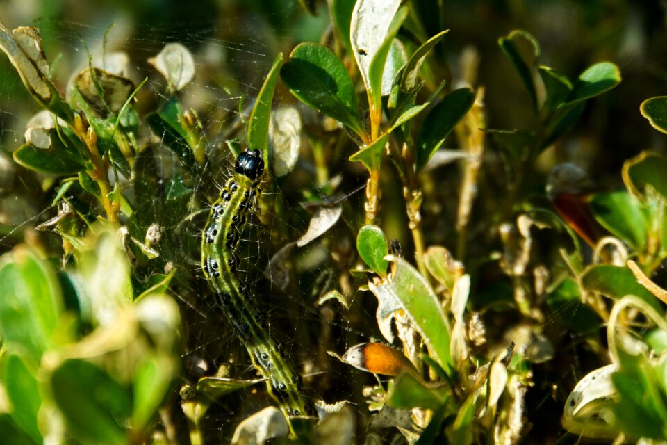 Borer caterpillar butterfly