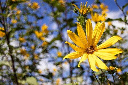 Bloom summer yellow photo