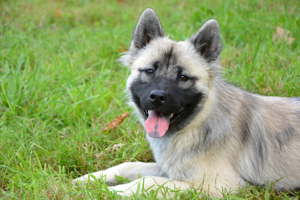 Bitch nova dog eurasier lawn animals