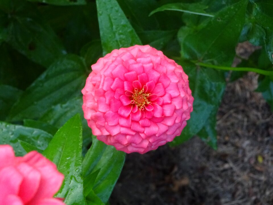 Bloom summer nature