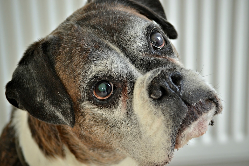 Boxer dog close-up pet