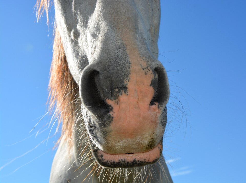 Nostrils animal mare