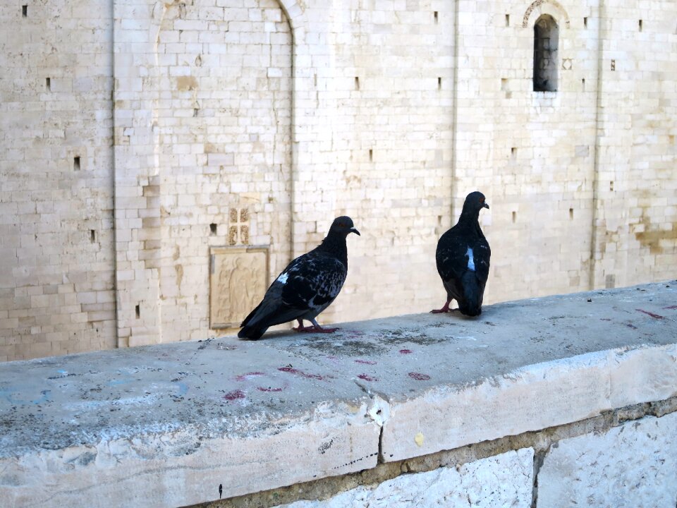 Pigeon pair masonry italy