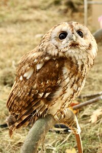 Nocturnal bird brown owl photo
