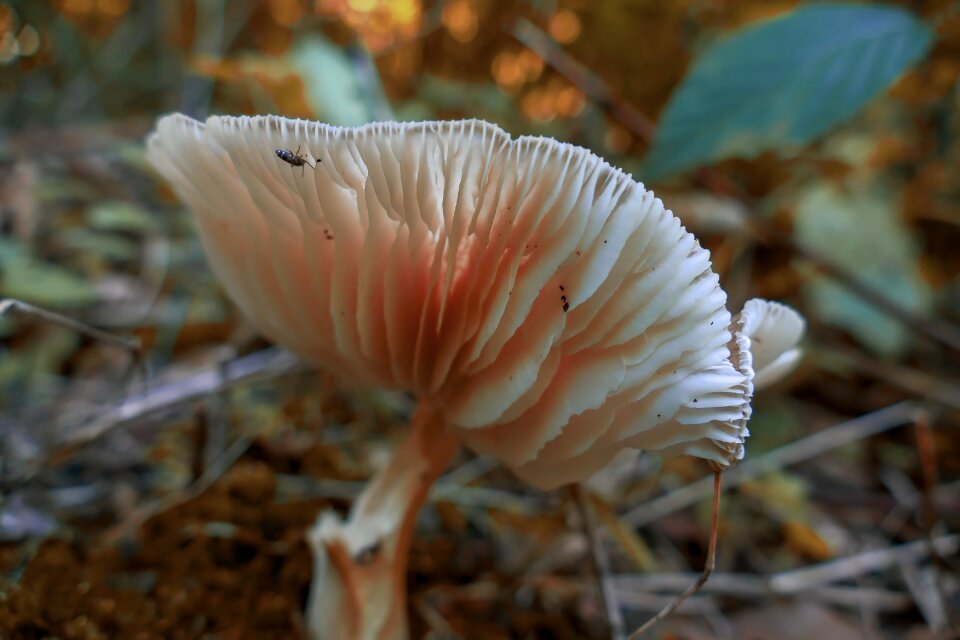 Forest autumn moss