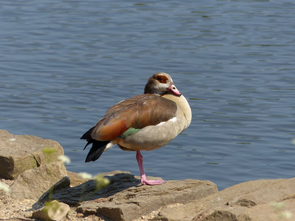 Lake roosting bird photo