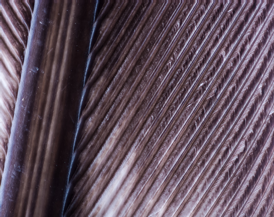 Bird feather macro stack photo