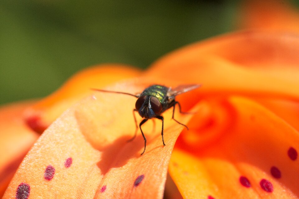 Close up nature animal world