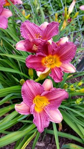 Day lilies flowers photo