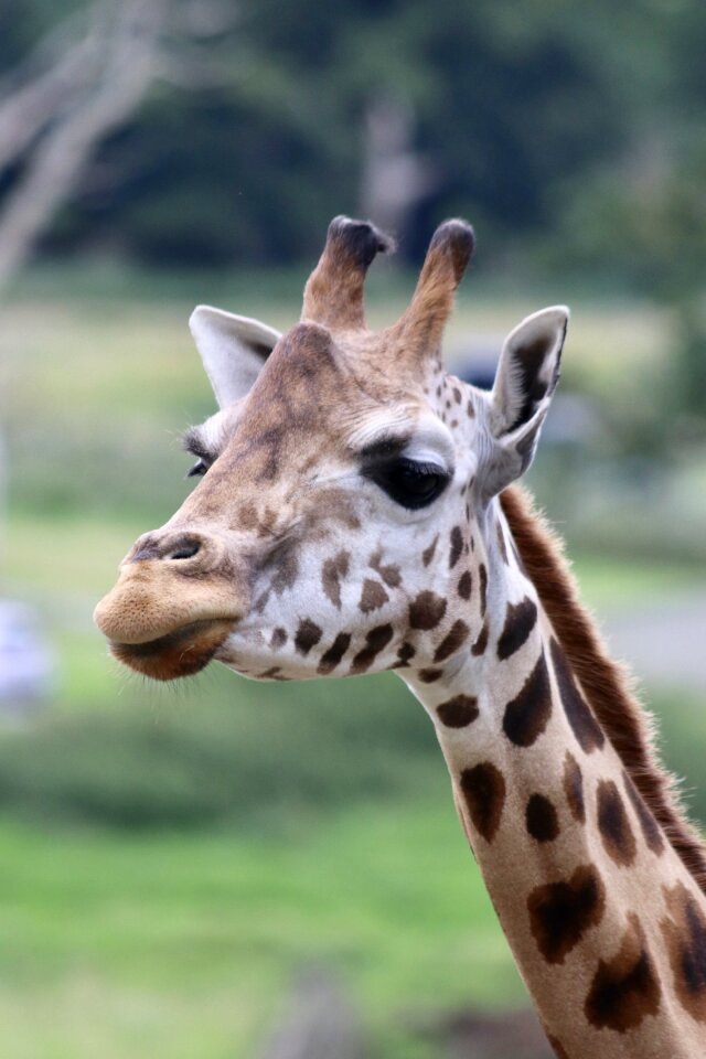 Giraffe head wildlife