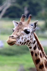 Giraffe head wildlife