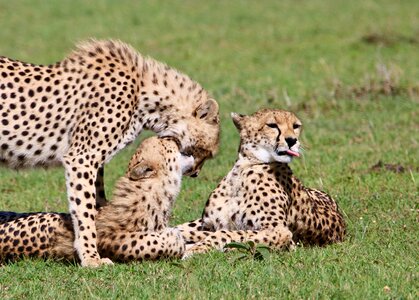 Masai mara cheetah predator photo