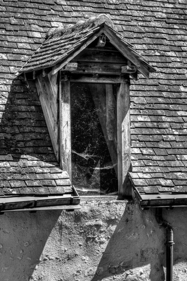 Dog-sitting spider web black and white