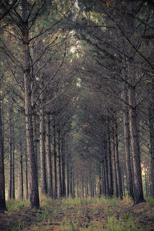 Scary nature environment